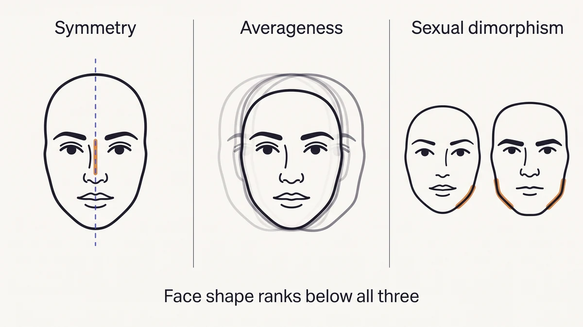Diagram explaining the three research-backed predictors of facial attractiveness: symmetry, averageness and sexual dimorphism