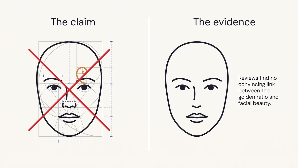 Illustration explaining why the golden ratio face beauty claim is not supported by scientific evidence